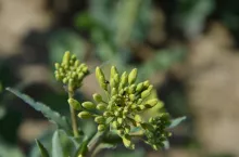 słodyszek, szkodniki, rzepak