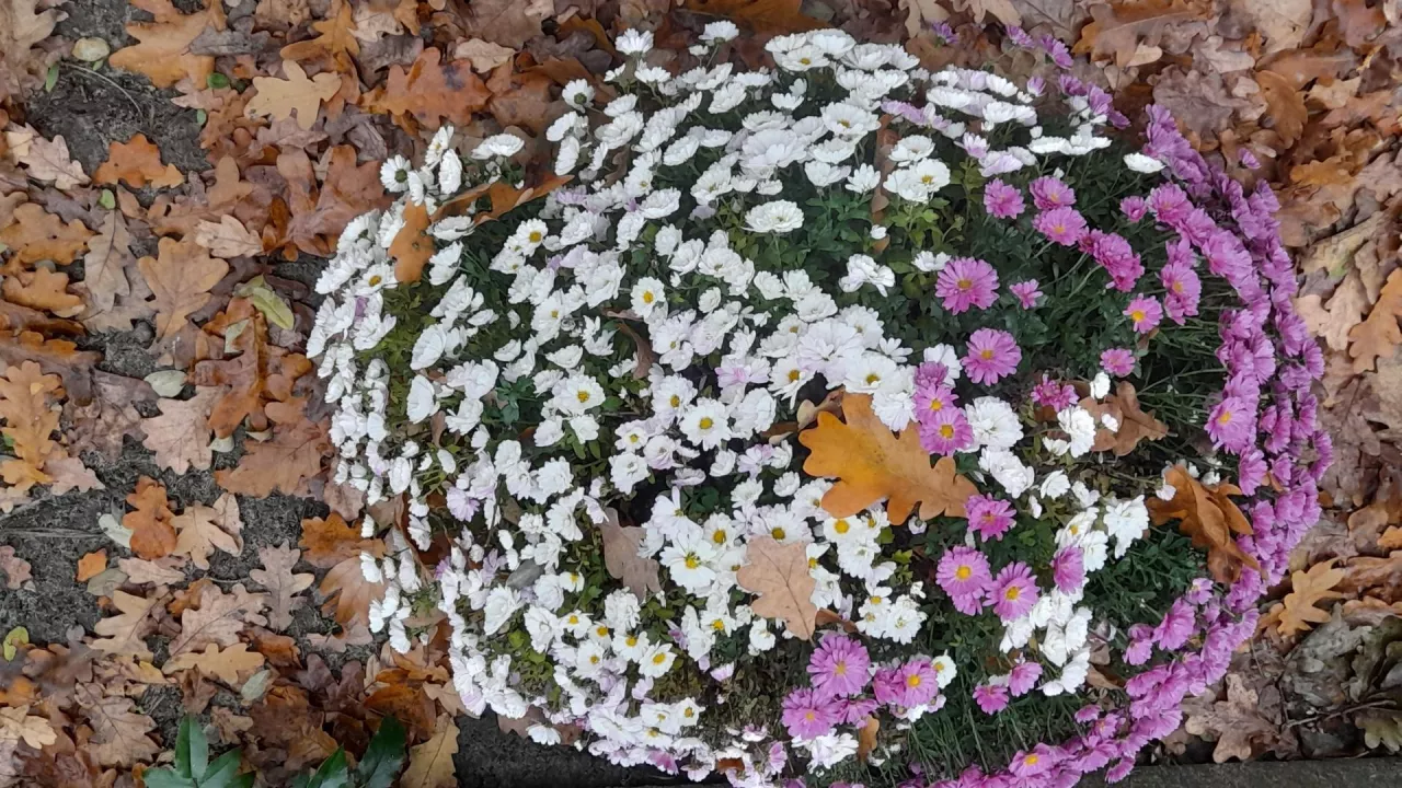 &lt;p&gt;Złocienie to polska nazwa chryzantem. Nazwa &lt;em&gt;chrysanthemum&lt;/em&gt; pochodzi od łacińskich słów &lt;em&gt;chrysos&lt;/em&gt;, czyli złoto, i &lt;em&gt;anthemis&lt;/em&gt;, czyli kwiat&lt;/p&gt;