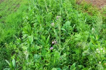 Z fitosanitarnego punktu widzenia zaleca się tylko rzodkiew oleistą lub, w przypadku wczesnych siewów, mieszankę rzodkwi oleistej i olejarki abisyńskiej.