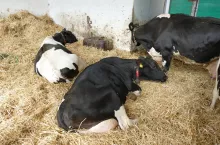 Zanokcica jest chorobą zakaźną, dlatego też chore zwierzęta należy bezwzględnie odizolować, by nie dopuścić do rozprzestrzenienia się schorzenia na resztę stada