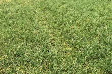 jęczmień jesień rozkrzewiony silnie jęczmień żółty jęczmień