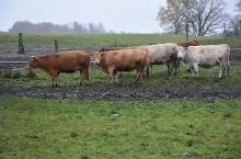 zakaz wejścia mysliwych