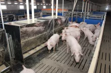 Lekki optymizm na rynku trzody. Czy przed świętami ceny świń będą rosnąć ?