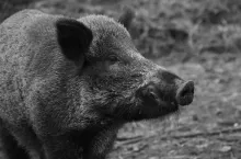 479292