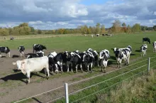 - Mając na uwadze względy bezpieczeństwa żywności, każde miejsce, w którym tymczasowo lub stale prowadzony jest chów lub hodowla zwierząt i, w którym przebywają zwierzęta gospodarskie oznakowane powinno być zarejestrowane jako odrębna siedziba stada, a każde zdarzenie przemieszczenia do i z siedziby stada powinno zostać do Agencji zgłoszone – podaje ARiMR