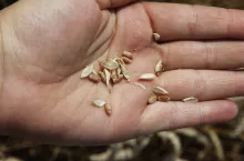 Ziano pszenicy na dłoni