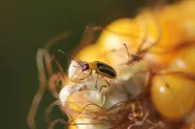 Chrząszcz stonki kukurydzianej