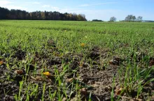 zboża, jesień, pole