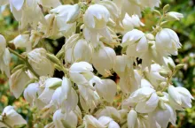 Rośliny, które uprawia się na rabatach