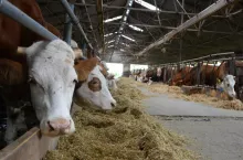 Jakie są aktualne ceny bydła w Polsce?