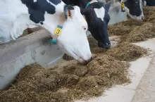 Jak wykazały badania, pomimo spadku produkcji mleka, zmiany grupowe w większości przypadków skutkowały wyższym bilansem paszy na krowę dziennie, dzięki znacznie niższym kosztom paszy