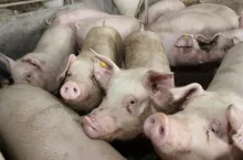 Opłacalność produkcji trzody chlewnej w 2023 roku zatrzymała w końcu trwający już od dawna spadek pogłowia świń w kraju
