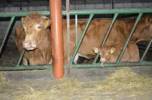 Dopłaty do krów mamek i opasów otrzymają rolnicy, którzy przystąpią do systemów jakości. 