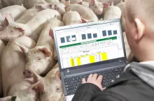 Wszystkie produkty wieprzowe muszą spełniać minimalne standardy jakości mięsa, niezależnie od miejsca sprzedaży i ceny, jednakże różnią się one ze względu na oczekiwania sprzedawców detalicznych i konsumentów.