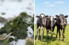 Dopłaty do ubezpieczenia upraw i zwierząt