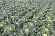 Plantacja kapusta