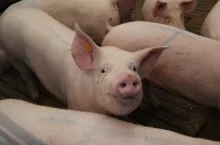 Ceny skupu tuczników (23.11.23) bez szczególnych zmian. Jeszcze nie widać świątecznych podwyżek w skupach. 