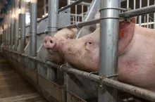 Rynek wieprzowiny i trendy. To temat, który będzie poruszony podczas VII Forum Rolników i Agrobiznesu, sesji świnie. 