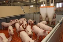 Dobrze zbilansowane pasze nie tylko chronią przed problemami zdrowotnymi, ale zapewniają także dobre przyrosty i niskie ich zużycie na kilogram przyrostu