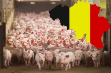 Likwidacja świń przez gospodarzy w Belgii
