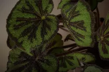 &lt;p&gt;Piękna roślina z unikalnymi liśćmi! Jak dbać o begonię Masona?&lt;/p&gt;