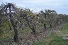 Właśnie teraz, w listopadzie i grudniu, swe loty godowe odbywają piędziki i zimowki. Jeśli chcemy je zobaczyć, najlepiej wybrać się do ogrodu wieczorową porą po pierwszych przymrozkach i deszczowym dniu