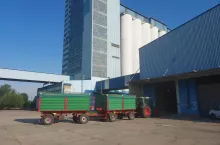 Elewarr kończy skup kukurydzy. Jaką cenę płaci rolnikom?