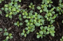 Tobołki polne, chwasty