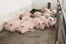 Loszki, zanim zostaną włączone do rozrodu, muszą osiągnąć dojrzałość i odpowiednią grubość tłuszczu grzbietowego oraz przyzwyczaić się do pracy z ludźmi