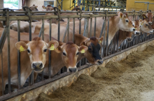 Rolą okresu zasuszenia jest przywrócenie kondycji organizmu po laktacji, naprawa i regeneracja układu pęcherzykowego gruczołu mlekowego oraz maksymalizacja produkcji mleka w kolejnej laktacji.