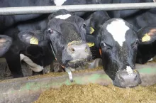 Jeżeli na pysku krów pozostają cząsteczki paszy, to oznacza, że intensywnie sortują TMR