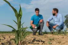 Wigor poczatkowy przy ostatnich chlodnych wiosnach jest bardzo wazna cecha, ktora warto wziac pod uwage przy wyborze odmiany.