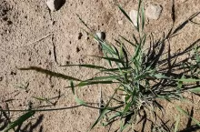 perz właściwy. chwasty