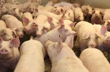 Zobacz najnowsze notowania cen tuczników (30.11.2023)