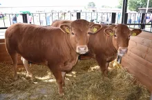 Czy ceny bydła wzrosną przed Świętami?