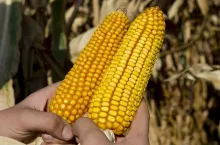 Odmiana typu dent lub flint determinuje pozniejsza agrotechnike, m.in. termin siewu.