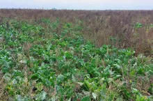 zachwaszczenie buraka