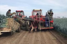 Zbiór pora/Firmowe Nunhems