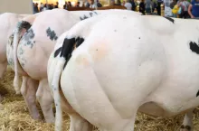 Ceny bydła 5 grudnia 2023