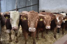 Jakie są ceny bydła w Polsce na początku grudnia 2023?