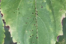 Alternarioza słonecznika na liściu - liczne plamki o średnicy ok 1 cm z cienką żółtą obwódką.