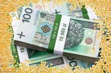 Pojawił się projekt rozporządzenia o dopłatach do kukurydzy dla rolników. Jakie stawki w zależności od województwa?
