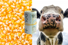 dopłaty do kukurydzy i do bydła