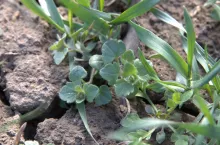 Wiosną na wyrośnięte chwasty stosujmy maksymalne zarejestrowane dawki herbicydów.