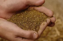 Badania naukowe potwierdzają, że stosowanie poekstrakcyjnej śruty rzepakowej w dawkach pokarmowych krów mlecznych zwiększa wydajność produkcji mleka średnio o 1,6 kg/dzień.