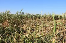 Kiedy koło łowieckie nie musi płacić rolnikowi odszkodowania? Jest wyrok Trybunału Konstytucyjnego