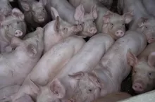 Ceny tuczników 7 grudnia 2023