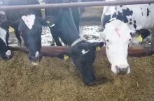 Krowy powinny pobierać paszę w mniejszych ilościach rozłożonych w ciągu całego dnia, dlatego też zaleca się częstsze podawanie paszy, częste podgarnianie oraz zapewnienie wystarczającej przestrzeni przy stole paszowym