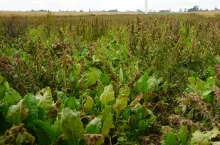 Szarłat szorstki jest rośliną żywicielską chwościka burakowego, a także gospodarzem sprawcy mozaiki burakowej. Kłosy zbitych kwiatostanów jednego chwastu wydają od 1000 do 5000 nasion. Progiem szkodliwości szarłatu szorstkiego jest 5 roślin na 30 metrów bieżących rzędu buraka cukrowego