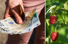 PILNE! 2500 zł dopłaty do ha jeszcze w tym roku. Kto je dostanie?